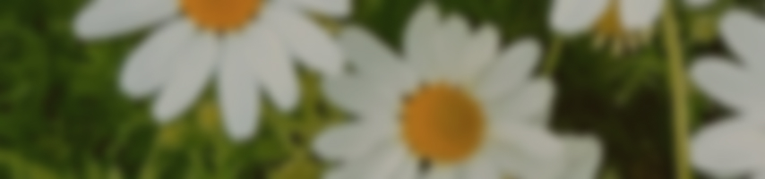 Daisy Program ~ワタシ Lab~